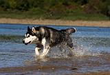 SIBERIAN HUSKY 668